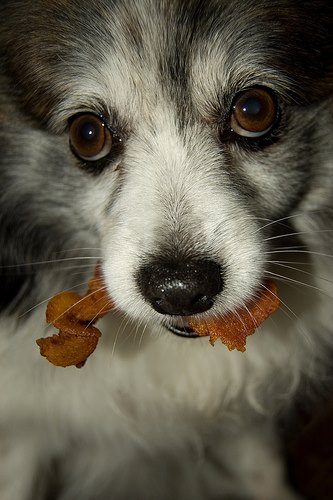 Bacon puppy