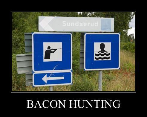 Bacon hunting