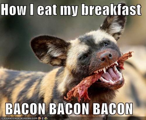 hyena bacon